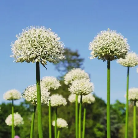 Allium White Giant 1