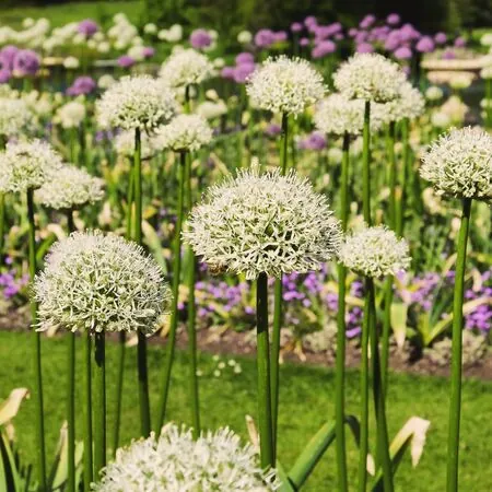 Allium White Giant 2