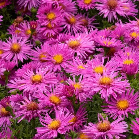 Aster Alice Haslam 1