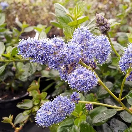 Ceanothus Yankee Point 1