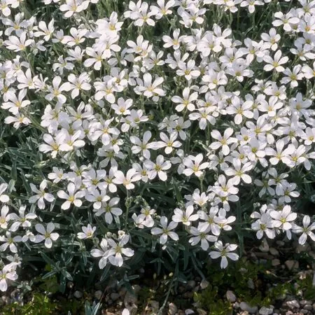 Cerastium tomentosum 1