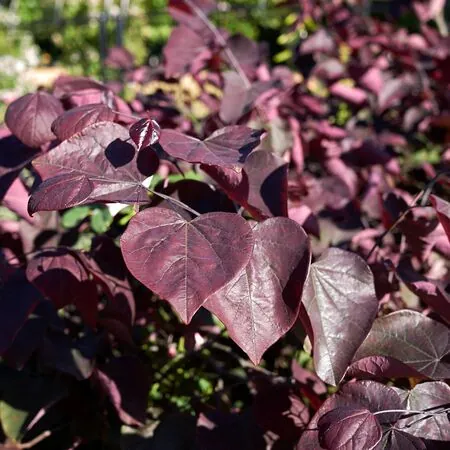 Cercis Forest Pansy 1