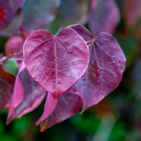 Cercis Forest Pansy 2