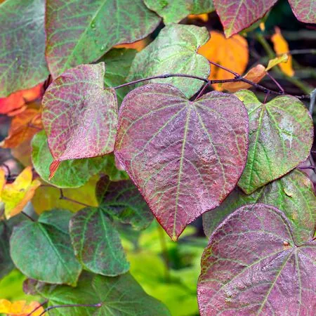Cercis Forest Pansy 3