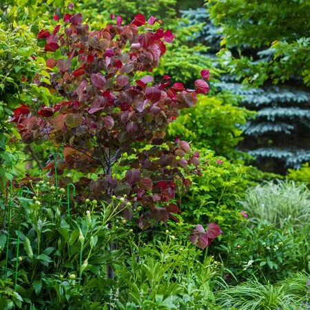 Cercis Forest Pansy 4