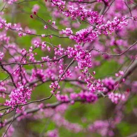 Cercis Forest Pansy 6