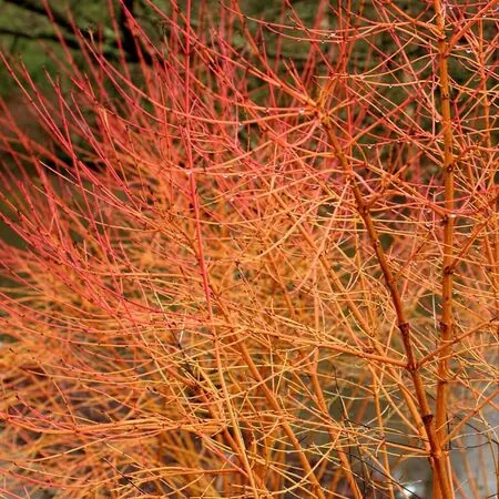 Cornus Winter Beauty WEB