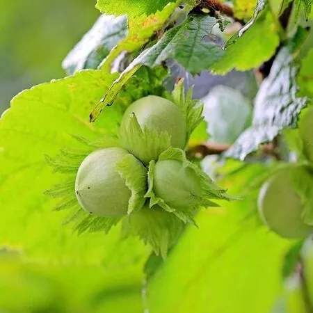 Corylus avellana bare root 3 hazelnuts