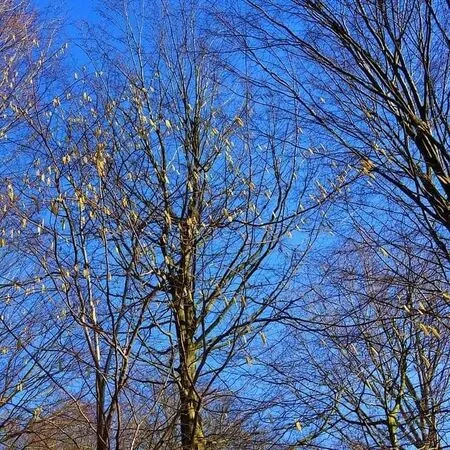 Corylus avellana bare root 5 full tree