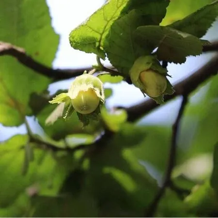 Corylus avellana bare root 6 green leaves