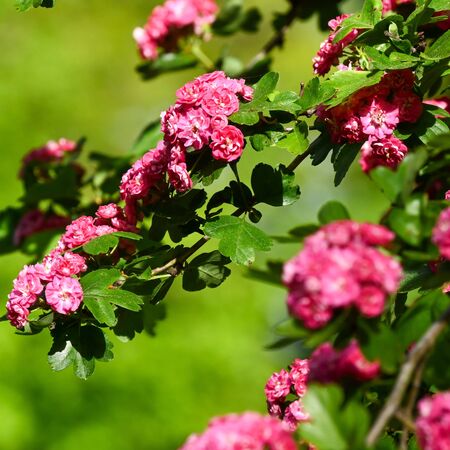 Crataegus Rosea Pleno 1