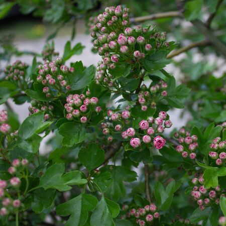 Crataegus Rosea Pleno 2