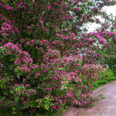 Crataegus Rosea Pleno 3
