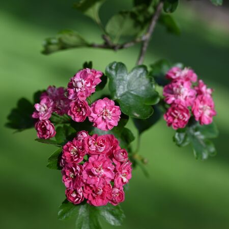 Crataegus Rosea Pleno 4