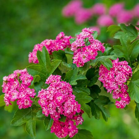 Crataegus Rosea Pleno 5