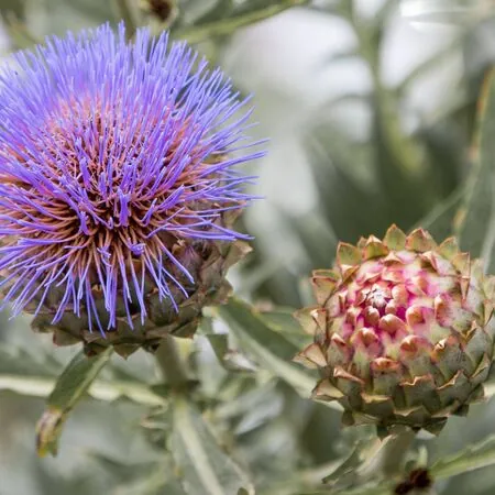 Cynara cardunculus 1