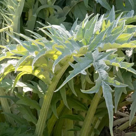 Cynara cardunculus 2