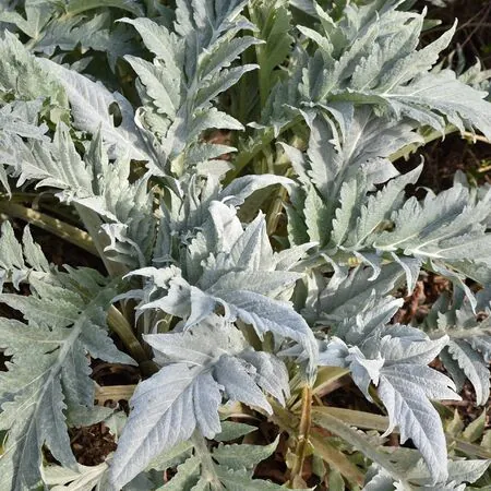 Cynara cardunculus 3