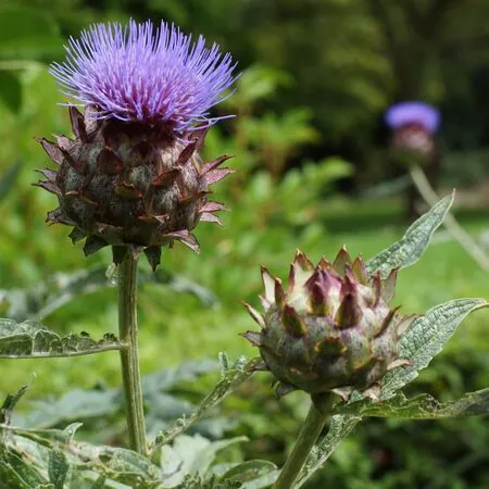 Cynara cardunculus 4