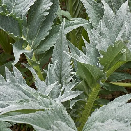 Cynara cardunculus 5