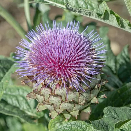 Cynara cardunculus 6