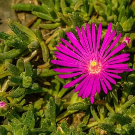 Delosperma cooperi 1