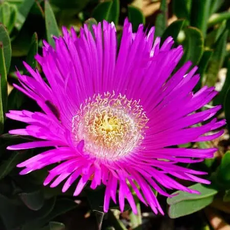 Delosperma cooperi 2