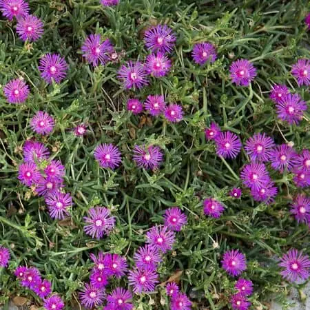 Delosperma cooperi 3
