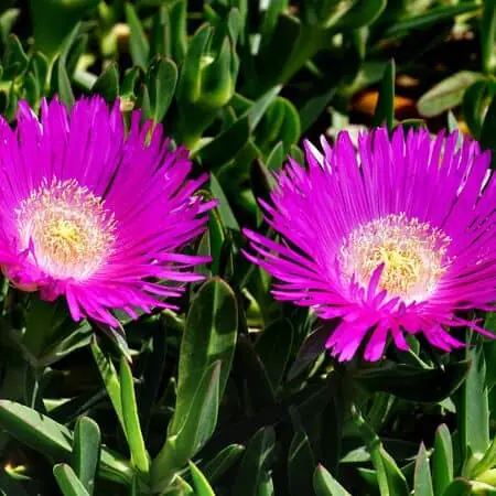Delosperma cooperi 4