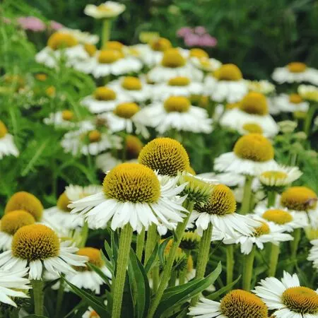 Echinacea White Meditation 1