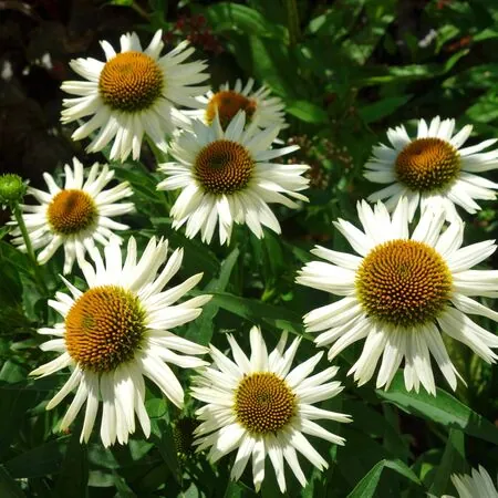 Echinacea White Meditation 2