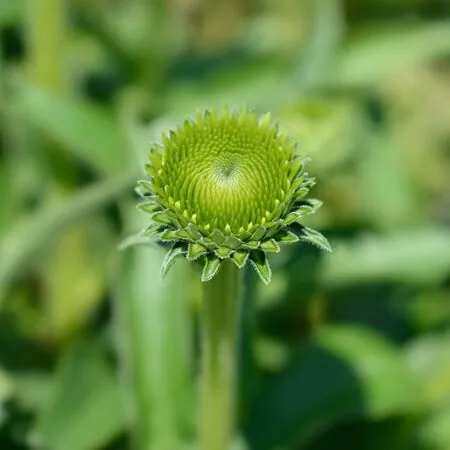 Echinacea White Meditation  3