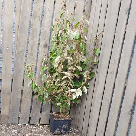 Elaeagnus ebbingei