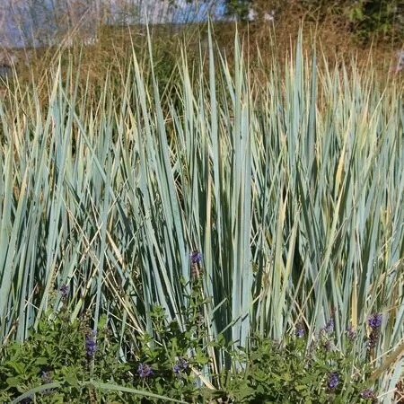 Elymus magellanicus 1