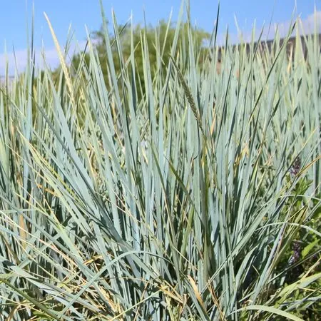 Elymus magellanicus 2