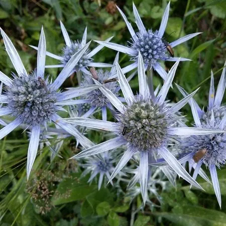 Eryngium bourgatii 1