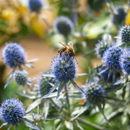 Eryngium bourgatii 3