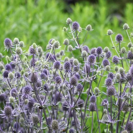 Eryngium bourgatii 4