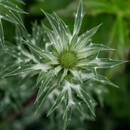 Eryngium bourgatii 5