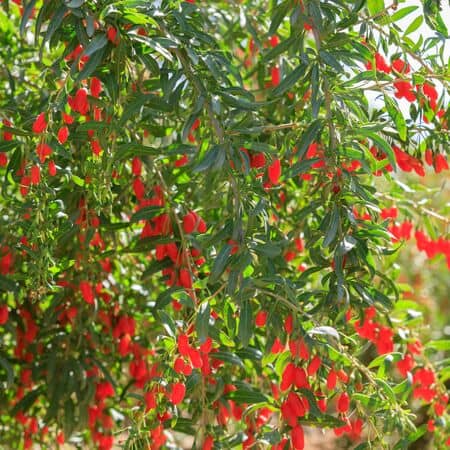 Goji berry 2