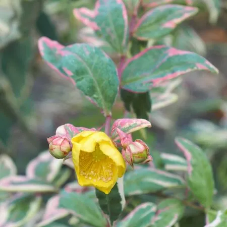 Hypericum Tricolor 1 AS