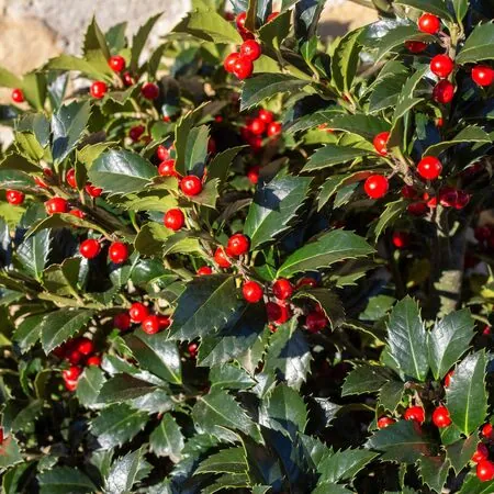 Ilex Alaska 1