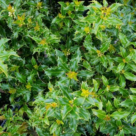 Ilex Alaska 2