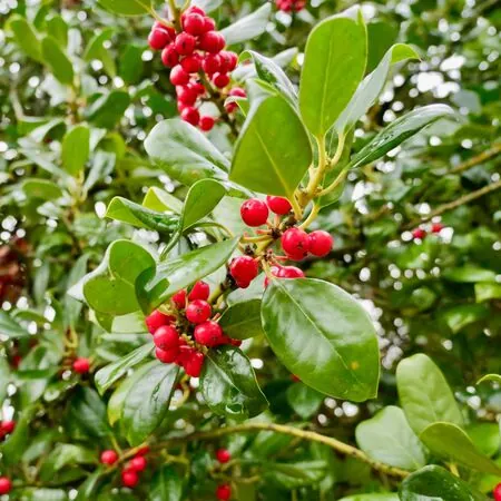 Ilex J.C. van Tol 1