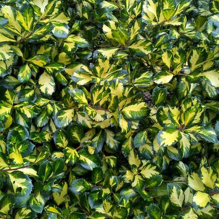Ilex Lawsoniana 1
