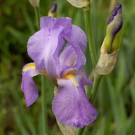 Iris pallida Variegata 1