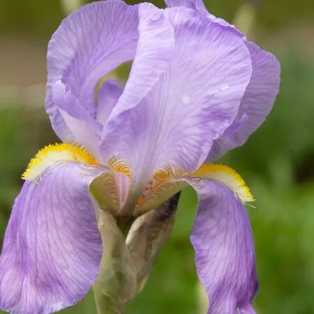 Iris pallida Variegata 2