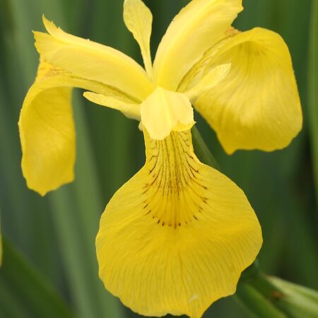 Iris pseudacorus 1