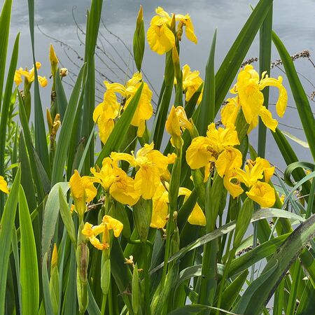 Iris pseudacorus 2