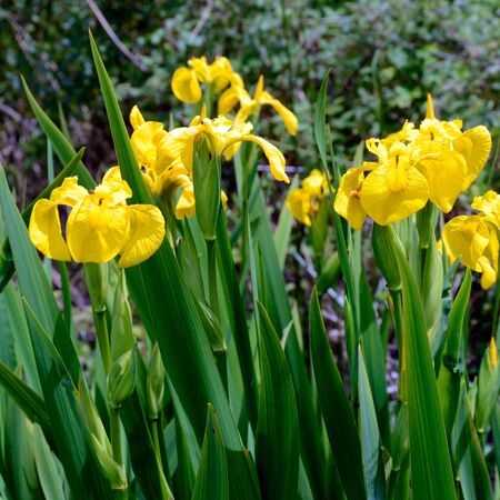 Iris pseudacorus 3